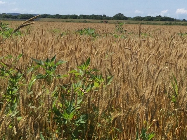 平泉のこゆき小麦は6月下旬から7月初旬にに収穫を迎える